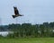 Majestic falcon bird soaring gracefully over a tranquil landscape of lush green grass