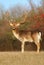 Majestic fallow deer