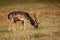 Majestic fallow deer feeding on meadow in autumn nature.