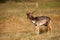 Majestic fallow deer stag walking on field in autumn nature.