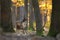 Majestic fallow deer walking in forest in autumn.