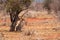 Majestic Feline Resting: Cheetah taking shelter from the sun on the savannah of a kenyan reserve