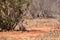 Majestic Feline Resting: Cheetah taking shelter from the sun on the savannah of a kenyan reserve