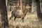 Majestic female elk in the forest