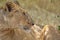 Majestic female lion resting in the shade, looking around.