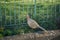 Majestic female pheasant (Phasianus colchicus) in a secure enclosure against lush green grass