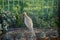 Majestic female pheasant (Phasianus colchicus) in a secure enclosure against lush green grass