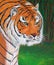 Majestic fierce Royal Bengal Tiger acrylic canvas painting