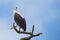 A majestic fish eagle sitting on a perch looking up in sky for h