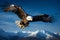 Majestic flight eagle soars against a captivating backdrop of blue