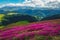 Majestic flowering alpine rhododendrons on the mountain slopes, Carpathians, Romania