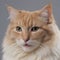 Majestic fluffy Cream-Colored Long-Haired Cat Posing Against a Neutral Background