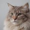 Majestic fluffy Cream-Colored Long-Haired Cat Posing Against a Neutral Background