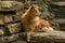 Majestic Fluffy Golden Dog Resting on Rustic Stone Steps in Serene Garden Light