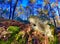 The majestic forest of Fontainebleau with giant prehistoric rocks