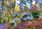 The majestic forest of Fontainebleau with giant prehistoric rocks