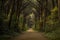 Majestic forest landscape with central road. Marina di Bibbona, Italy