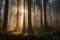 majestic forest, with towering trees and misty air, in the morning sunlight