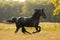 A majestic Friesian horse trotting gracefully across a sunlit pasture