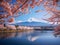 The majestic Fuji has cherry blossoms in full bloom a backdrop
