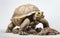 Majestic Galapagos Tortoise on White -Generative Ai
