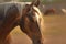 Majestic gaze Horse portrait captured in a powerful and elegant view