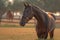 Majestic gaze Horse portrait captured in a powerful and elegant view