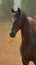 Majestic gaze Horse portrait captured in a powerful and elegant view