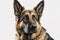 The Majestic German Shepherd: A Striking Canine Portrait