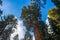 Majestic Giant Sequoia Redwood tree