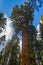 Majestic Giant Sequoia Redwood tree