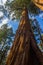 Majestic Giant Sequoia Redwood tree