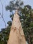 Majestic Giant: Towering Big Tree in Nature\'s Embrace