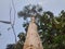 Majestic Giant: Towering Big Tree in Nature\'s Embrace