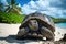 Majestic Giants: Aldabra Giant Tortoise on Sand Beach. Generative Ai