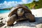 Majestic Giants: Aldabra Giant Tortoise on Sand Beach. Generative Ai