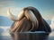 Majestic Giants: Stunning Walrus Picture for Sale