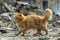 Majestic Ginger Cat Walking Through Rugged Terrain with Looming Ruins