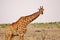 Majestic Giraffe at Kruger National Park in South Africa