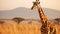 A majestic giraffe standing tall amidst a golden savannah, AI Generative