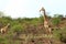 Majestic giraffes at Nambiti Game Reserve