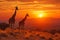 Majestic giraffes roaming african savannah at sunset with captivating golden glow