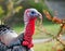 Majestic Gobbler: Close-Up Portrait of a Wild Turkey Male