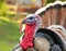 Majestic Gobbler: Close-Up Portrait of a Wild Turkey Male