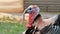 Majestic Gobbler: Close-Up Portrait of a Wild Turkey Male