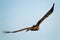 Majestic golden eagle flying in the blue sky in natural habitat.