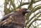 Majestic golden eagle perched on a tree, gazing ahead