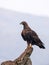 A majestic golden eagle in Spain