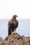 A majestic golden eagle in Spain