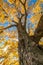 Majestic Golden Oak bears brilliant fall foliage in the Catskill Mountain Foothills on a brilliant fall day